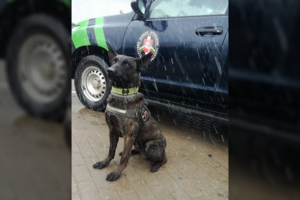 Olandų aviganis Herkus Šalčininkų rajone išgelbėjo žmogaus gyvybę