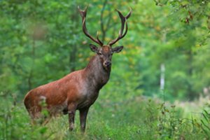 Už Prienų rajone nušautą taurųjį elnią brakonieriui teks atlyginti daugiau nei 6 tūkst. eurų