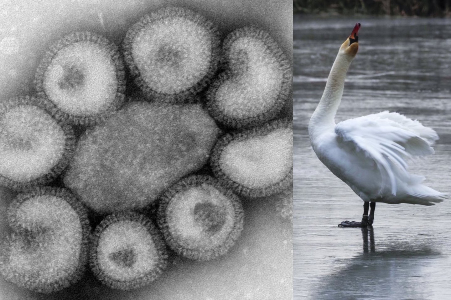 Nuo paukščių gripo krenta gulbės.<br> Scanpix/AP asociatyvi nuotr.