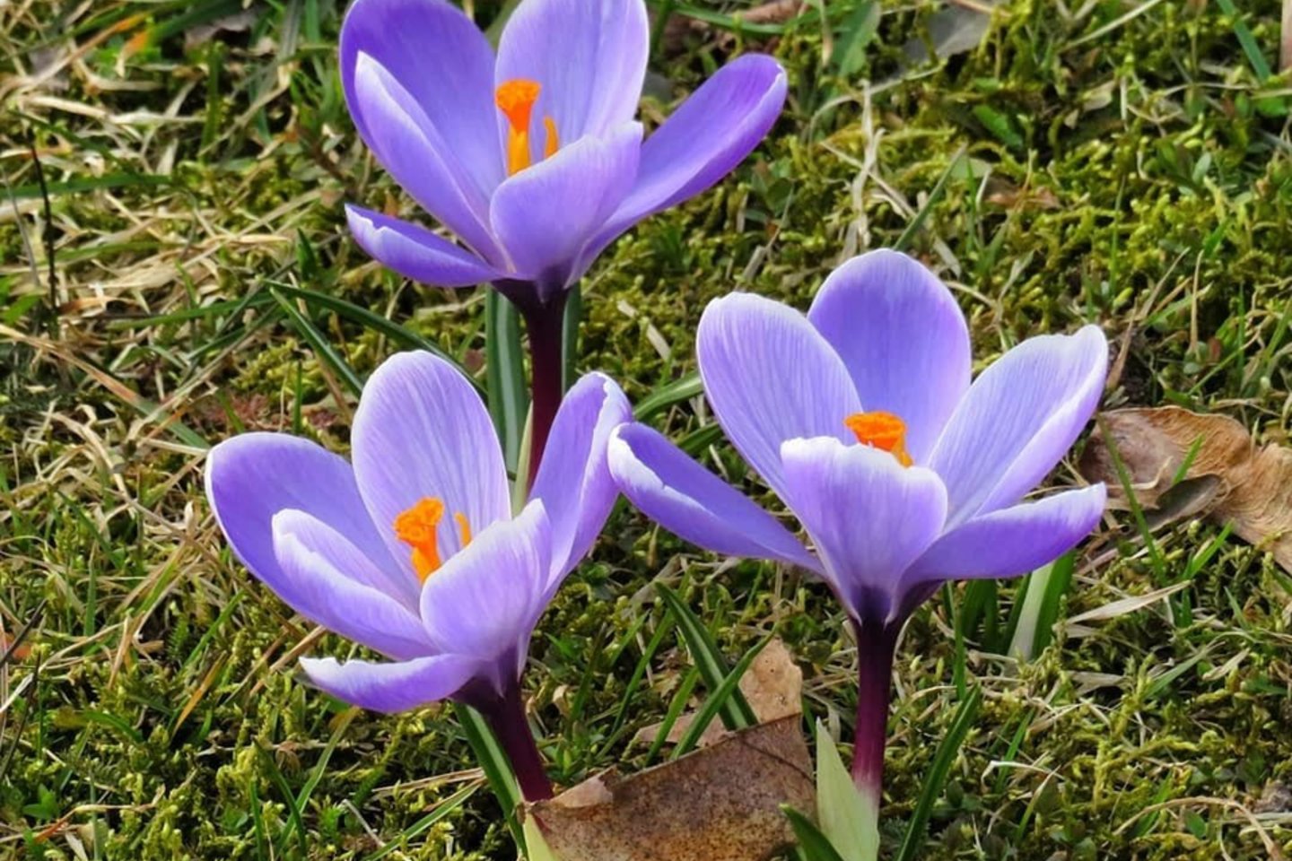 Daugelio rūšių krokai auginami kaip dekoratyviniai, anksti pavasarį žydintys augalai.<br> H. Bask/„Klaipėda, aš su tavim“ nuotr.