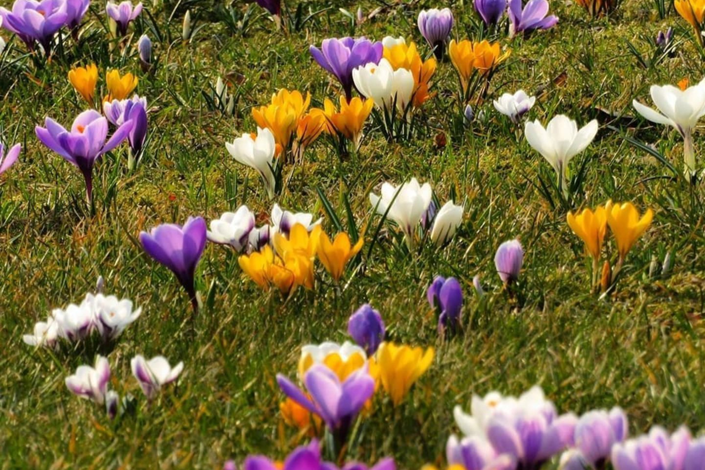 Daugelio rūšių krokai auginami kaip dekoratyviniai, anksti pavasarį žydintys augalai.<br> H. Bask/„Klaipėda, aš su tavim“ nuotr.