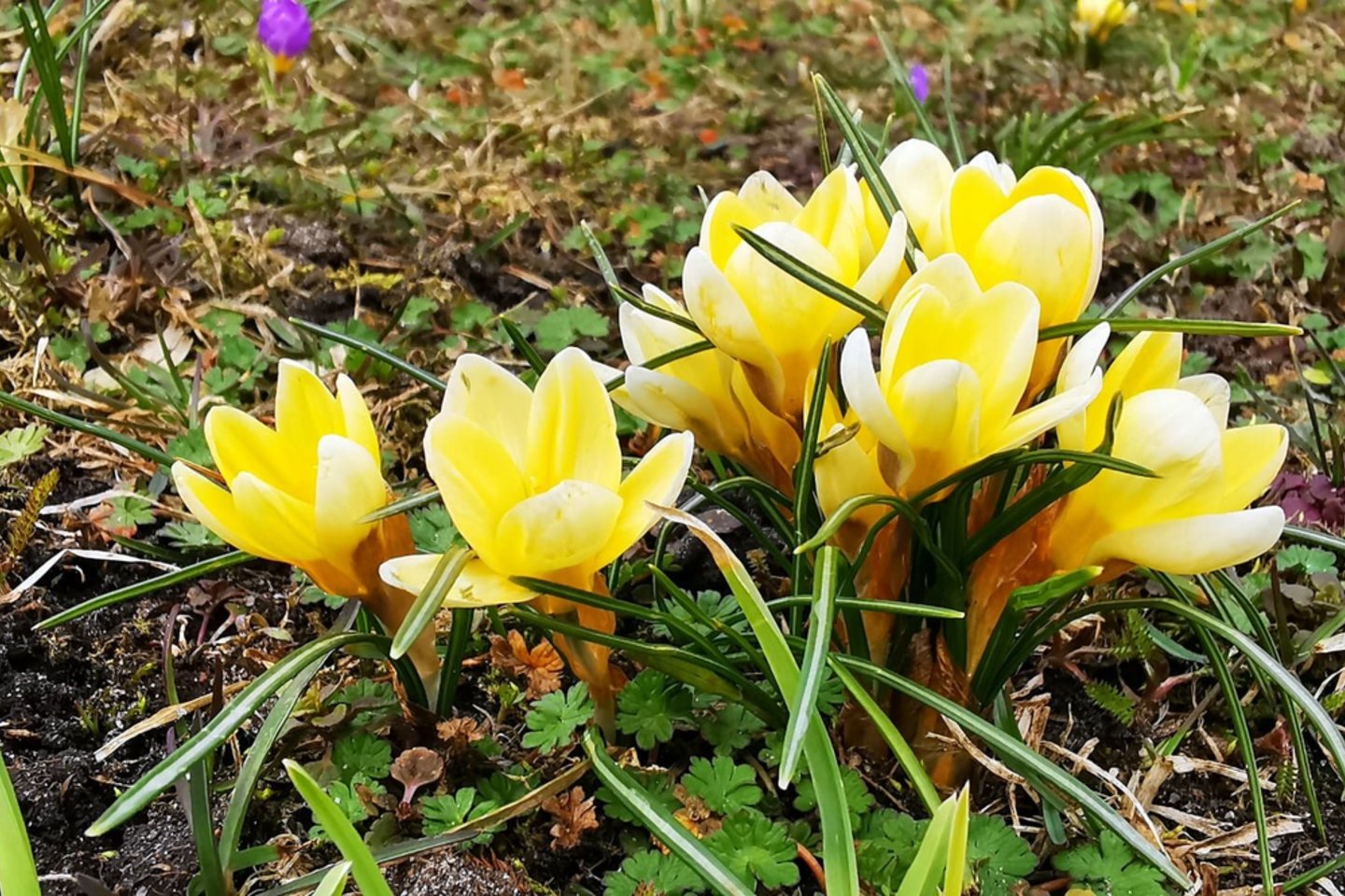 Daugelio rūšių krokai auginami kaip dekoratyviniai, anksti pavasarį žydintys augalai.<br> S. Berletaitės/Juodkrantės bendruomenės nuotr.