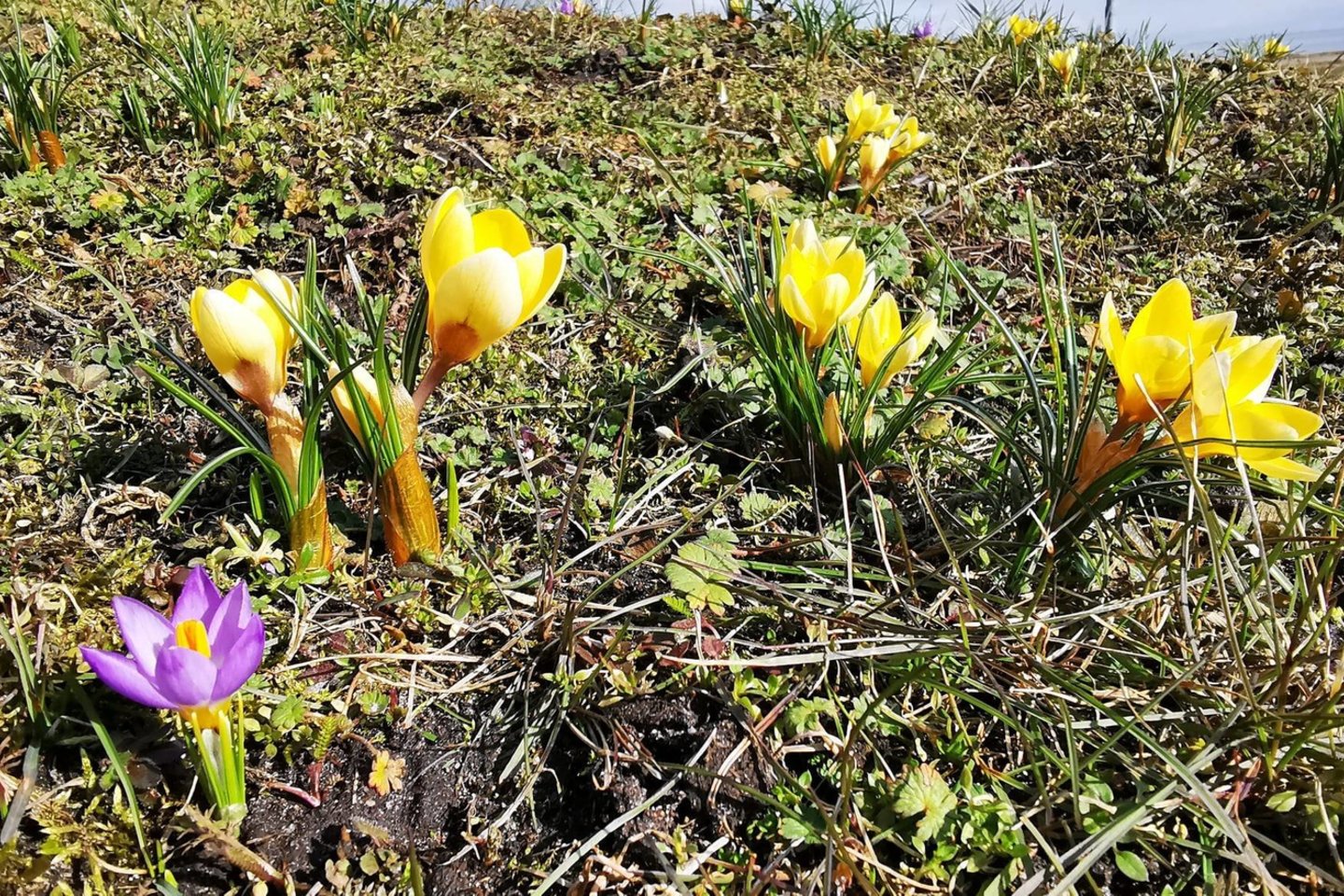 Daugelio rūšių krokai auginami kaip dekoratyviniai, anksti pavasarį žydintys augalai.<br> S. Berletaitės/Juodkrantės bendruomenės nuotr.