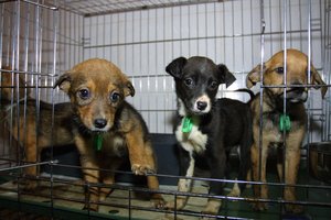 Gyvūnų gerovės įstatymas gali augintinių šeimininkus paversti situacijos įkaitais