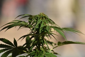 Niujorko valstija priėmė įstatymą dėl marihuanos rekreaciniais tikslais legalizavimo