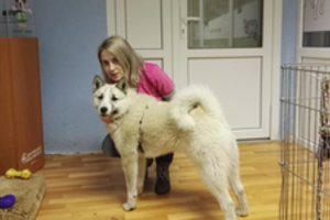 Smūgis gyvūnų globėjams: tarnybai „Pifas“ metai buvo labai sunkūs