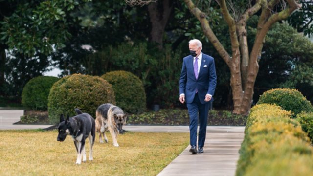 Dresūros pamokos nepasiteisino: JAV prezidento šuo vėl įkando Baltųjų rūmų darbuotojui