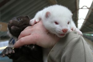 Radviliškio r. audinių ūkyje – dar vienas kovido atvejis