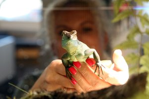 Kauniečių biure – Jėzaus Kristaus driežai: tokį vardą gavo dėl ypatingų sugebėjimų