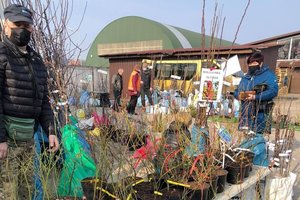 Medelių ir gėlių jau suka į turgų: pats metas juos sodinti