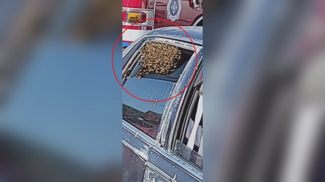 Tokio vaizdo apsipirkęs parduotuvėje išvysti nesitikėjo: tūkstančiai bičių okupavo automobilį