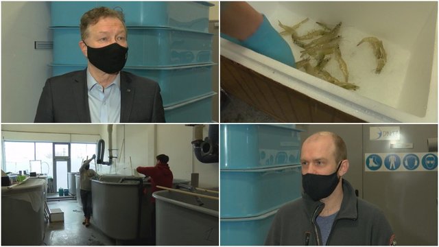 Mokslininkai užsimojo krevetes auginti Lietuvoje: per keturis mėnesius užaugino net 100 kilogramų