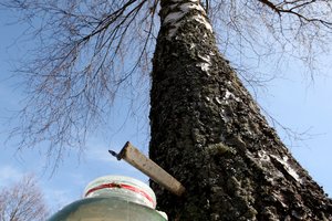 Žemaičiai ragauja kitokios sulos nei aukštaičiai – medžiai čia niekuo dėti