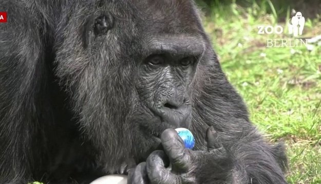 Pamatykite: Berlyno zoologijos sode margučiais vaišinosi ir sodo gyventojos – gorilos