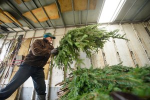 Dar viena reforma – Valstybinė miškų tarnyba atleidžia visus darbuotojus