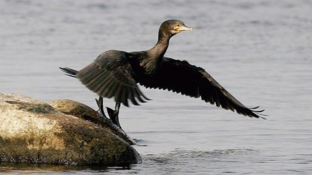 Mokslininkų tyrimai parodė: žvejų nemėgstami kormoranai padeda kovoti su invazine rūšimi