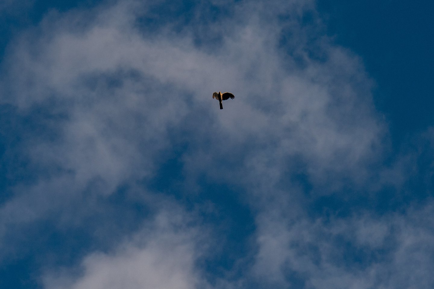 Viename Laisvės alėjos kieme vis apsilanko plėšrus paukštvanagis.<br>Asmeninio archyvo nuotr.