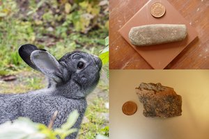 Beveik velykinis radinys: triušiai atkasė archeologinį lobį