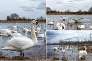 Užtvankoje – neįprastas reginys: daugiau nei 30 nebylių ir giesmininkių
