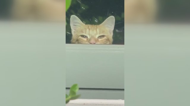 Internetą juokina katė – detektyvė: augintinio slapstymasis privers nusišypsoti