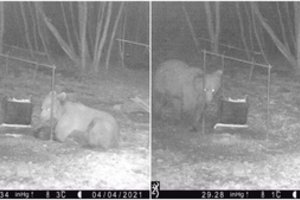 Biržuose medžiotojai užfiksavo Lietuvoje nykstantį miško gyventoją