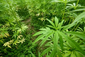 Vyriausybė pritaria viso pluoštinių kanapių augalo perdirbimui