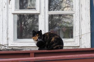 Katę vaikų akyse daužęs, mėtęs į sieną ir maiše dusinęs Kauno r. gyventojas atsipirko 50 eurų bauda