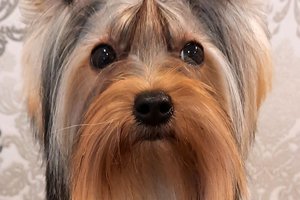 Dėl fotosesijos savo šuniuko netekusi Radviliškio r. gyventoja jį atgavo: painiavą aiškinasi tyrėjai