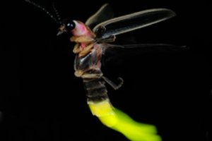 Jonvabaliai ne tik šviečia, bet ir skleidžia ypatingą garsą: kam jiems to reikia