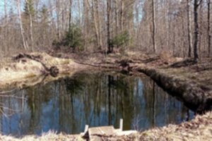 Neįprasta gelbėjimo operacija – tarnybos skubėjo traukti pamiškės kūdroje skęstančio elnio