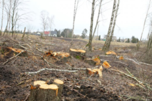 Po keisto aukciono iš beržynėlio liko tik kelmai su stagarais