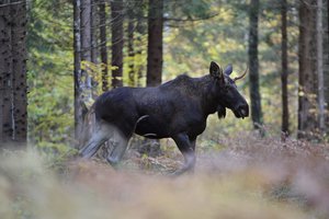 Kaip elgtis miške sutikus laukinį žvėrį: ko daryti jokiu būdu negalima