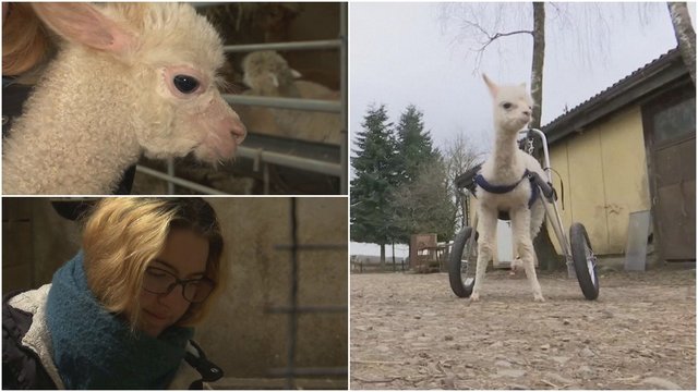 Po kojos amputacijos alpaka sėdosi į vežimėlį: gyvūno kasdienybę palengvino šeimininkė
