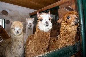 Bistrampolio dvare džiugina jauniklių augintinių būrys