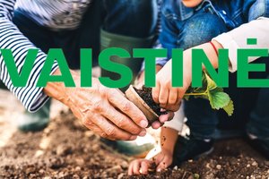 Patyrę sodininkai keliauja į vaistinę – ten atrado du pigius produktus, kurie darže daro stebuklus