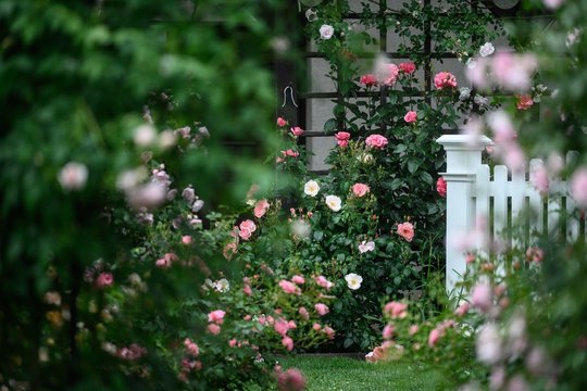 Mano sodyba: išrinkite gražiausią kiemą ar sodybą ir laimėkite prizus!