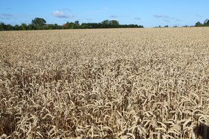 Norint užauginti kokybiškus grūdus, reikia tinkamai tam pasirengti