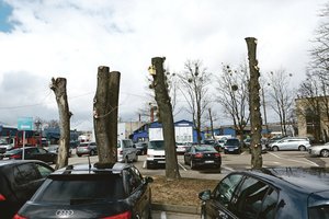 Kauniečiai lieja pyktį dėl žalojamų medžių: inkilas ant stuobrio – tarsi pasityčiojimas