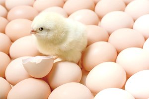 Neįtikėtina, bet tiesa: vištų inkubatorius naudojo ir senovės egiptiečiai