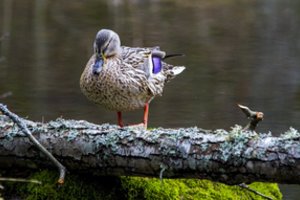 Sinoptikas įspėjo – maloni šiluma ilgai neužsibus