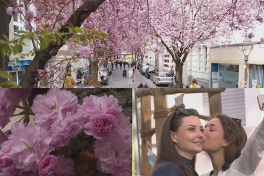 Pražydusios vyšnios – atgaiva pavargusiems nuo apribojimų: praeiviai žavisi romantiškais vaizdais