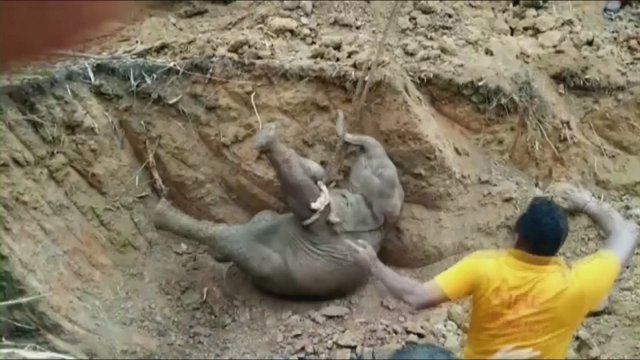Kvapą gniaužianti gelbėjimo operacija: mažą drambliuką iš šulinio traukti teko ekskavatoriumi