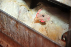 Kauno ugniagesiai gaisro metu išgelbėjo 12 vištų