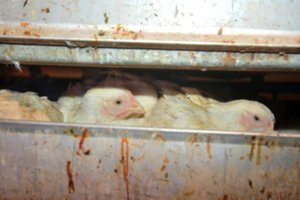 Rekordiniai paukščių gripo protrūkiai Europoje kelia susirūpinimą ir Lietuvoje