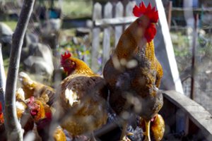 Europoje – rekordiniai paukščių gripo protrūkiai: perspėja dėl padėties Lietuvoje