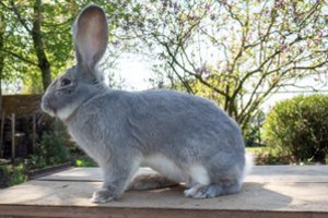 Jungtinės Karalystės policija ieško didžiausio pasaulyje triušio vagių