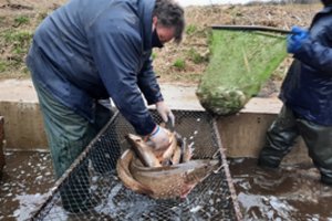 Akcija „Lydeka“: svarbu ne tik žvejybos kontrolė, bet ir gausinti lydekų išteklius