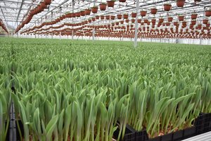 Ūkio Alytaus rajone darbuotojus išguldė koronavirusas, serga ir pats savininkas 