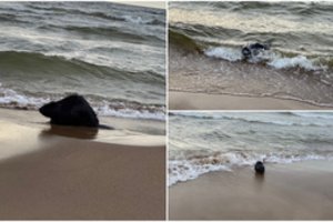 Palangoje – netikėtas svečias: ties Baltijos jūra užfiksuotas pasiklydęs bebras