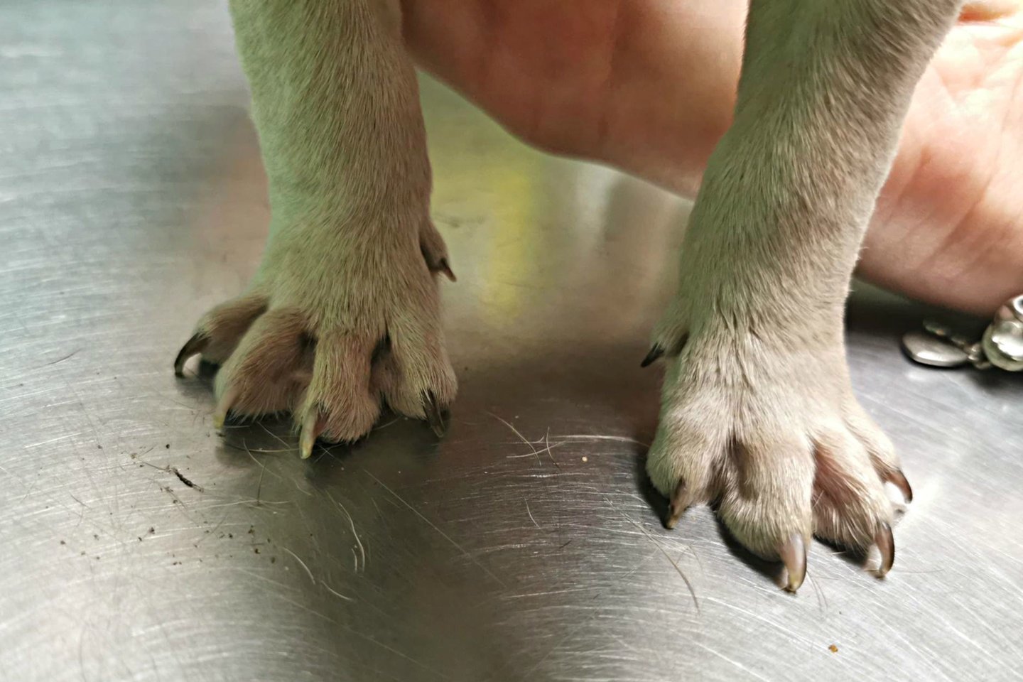  Siekiama teismo keliu konfiskuoti šunys, siaubingomis sąlygomis laikytus Jonavos rajono veisykloje. <br> "Dogspoto" nuotr.